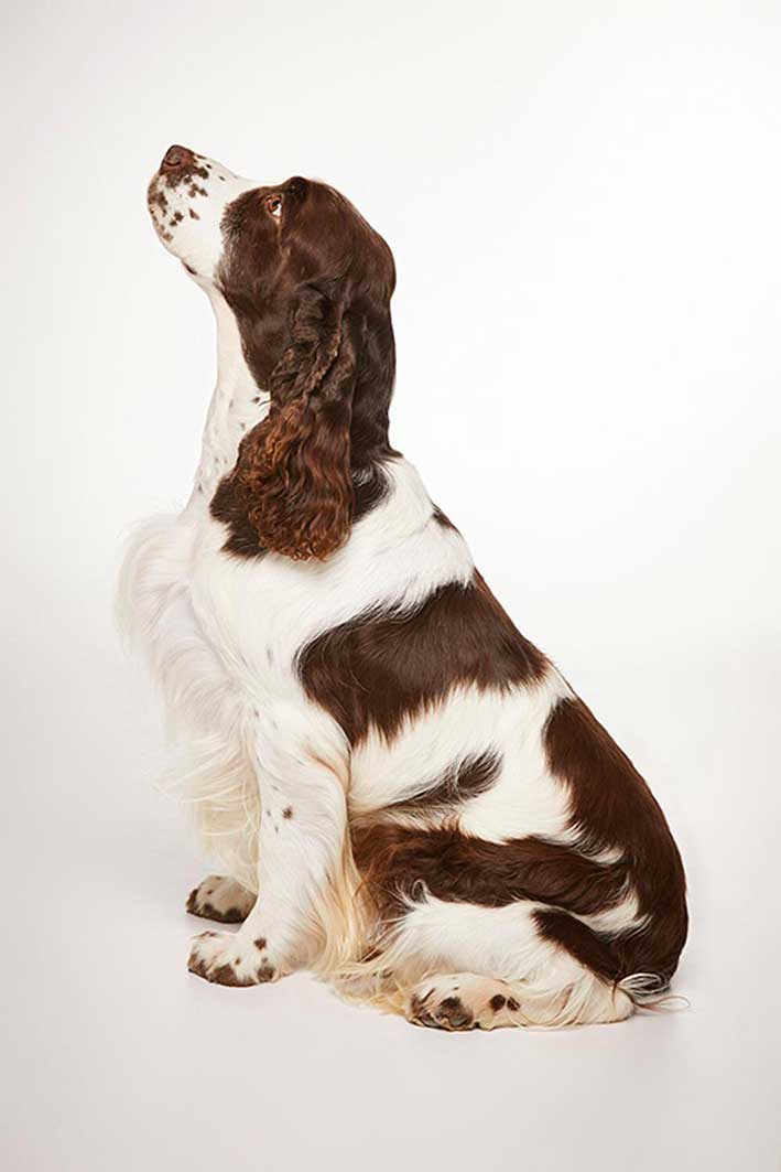 raza springer perros english springer spaniel