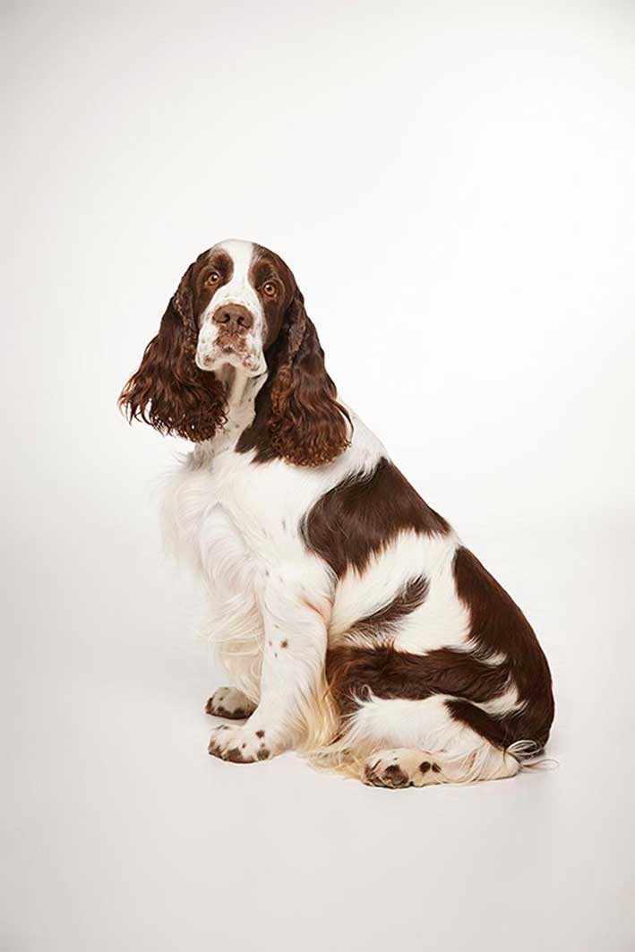 springer english springer spaniel