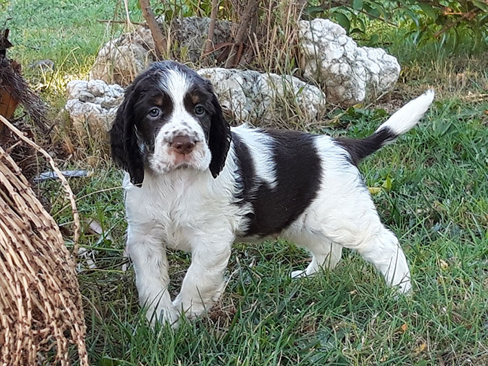 camada english springer spaniel