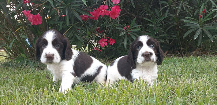 english springer spaniel