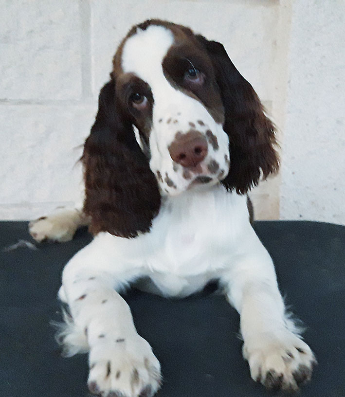 camada english springer spaniel